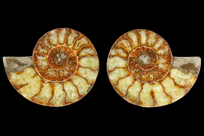 Agatized Ammonite Fossil - Madagascar #139728
